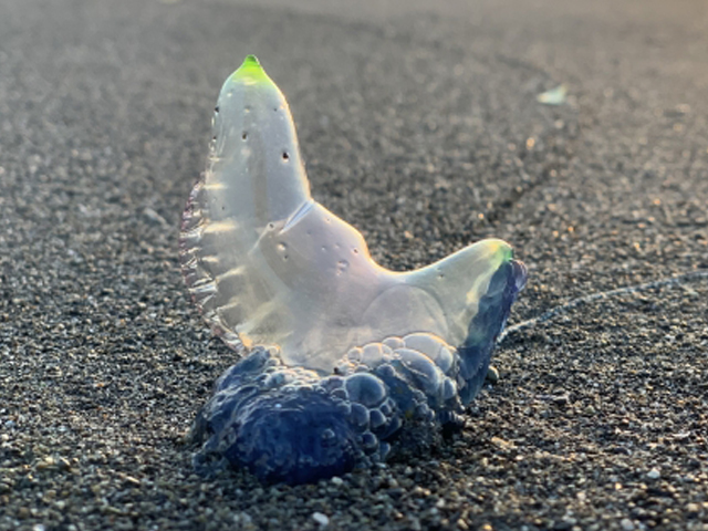 カツオノエボシ